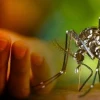 ডেঙ্গুতে আরও মৃত্যু ৫, হাসপাতালে ভর্তির রেকর্ড