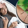 ডেঙ্গুতে একদিনে ৬ মৃত্যু, মোট প্রাণহানি ২৩৯
