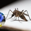 ডেঙ্গুতে প্রাণ গেল আরও ৬ জনের, হাসপাতালে ভর্তি ১৬০৮