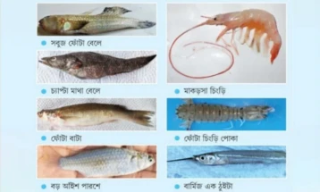 সুন্দরবনের ৭ জলজ প্রজাতির ডিএনএ যাচ্ছে আন্তর্জাতিক জিন ব্যাংকে